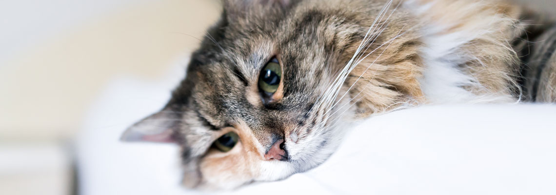 médicament pour calmer son chat